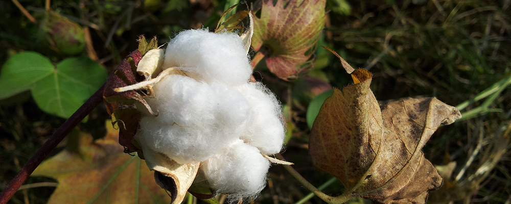 cotton fibre example
