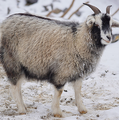 Mohair Goat